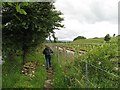 Footpath beside the Wear