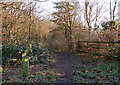 Footpaths in Wappenbury Wood