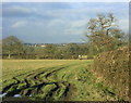 2009 : Rutted field north of East Woodlands Road