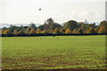 Scarecrow and crows near Sheepstead