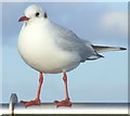 NO5017 : Black Headed Gull in Winter Colours by Gwen and James Anderson