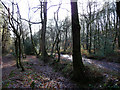 SU7825 : Sussex Border Path, Durford Wood by Chris Gunns