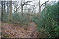 Footpath through Brotherhood Wood