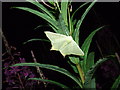 Swallow-tailed Moth