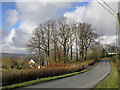 Stand of trees near Clynmawr