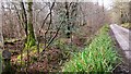 TQ0132 : Sussex Border Path in Hog Wood by Shazz