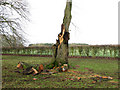 Storm damaged tree