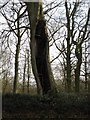 Obstinate Beech alongside the High Weald Landscape Trail