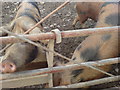 SM7930 : More pigs! by Deborah Tilley