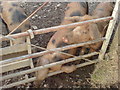 SM7930 : Yet more pigs! by Deborah Tilley