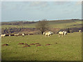 Sheep and moles, Henllan Owen, Eglwyswrw