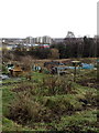 Grants Meadow allotments, Colchester