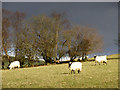 Farmland in the Towy Valley