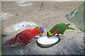 Parrot feeding time at Birdland