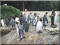 King Penguins at Birdland