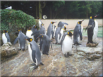 SP1720 : King Penguins at Birdland by Trevor Rickard