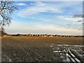 Open fields west of Sleaford, Holdingham