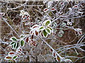 Grateley - Frosty Leaves