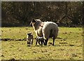 Ewe and lambs, Herebere