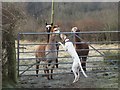 Alpacas and Amelie