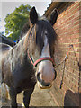 Truffles at Inadown Riding Centre