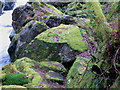 Moss covered rocks by the River Conwy