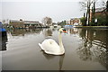 Swanning on the Canal