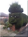 Taunton : Face in a Hedge on Wellington Road