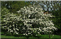 Hawthorn Blossom