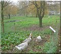 Domestic Fowl Trust