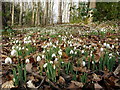NZ1265 : Snowdrops, Ashbank Wood, Close House by Andrew Curtis