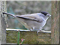 Blackcap visits Chudleigh