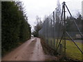 Forest track leading to masts