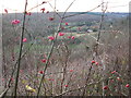 Terrace view of the Woldingham area