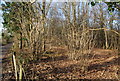 Coppiced trees, Little Hall Woods