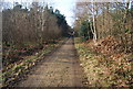 TR1663 : New Road, West Blean Woods by N Chadwick