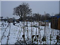 Allotments, Morland Road