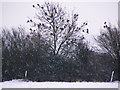 SU1982 : Wood pigeons, near Wanborough by Brian Robert Marshall