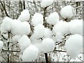 Hogweed Snow Balls