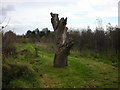 Maghera "Carved Tree At Drumnaph Ancient Woodland"