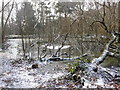 Bournemouth: trees in Horseshoe Common pond