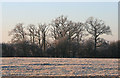 Stand of Trees near Oakfield