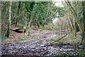 Pheasant shelter in a railway cutting