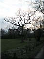 Dramatic winter tree on Stockheath Common