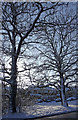 Large Trees, Bramley Road, Enfield