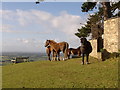 Ponies on Wotton Hill.