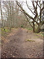 Path by the Dart, Totnes