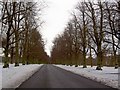 Limetree Avenue in Clumber Park