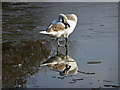 Mute swan (Cygnus olor)