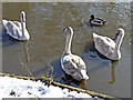 Mute swan (Cygnus olor)